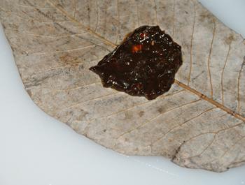 ���׶�����Ҷ�յ�����