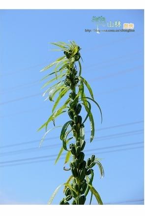 �س�֥��Ҷ������