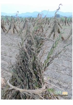 �س�֥��Ҷ������