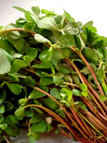 ���������ȵ�����