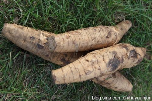 �۸��Ƥ�������Źǵ�����