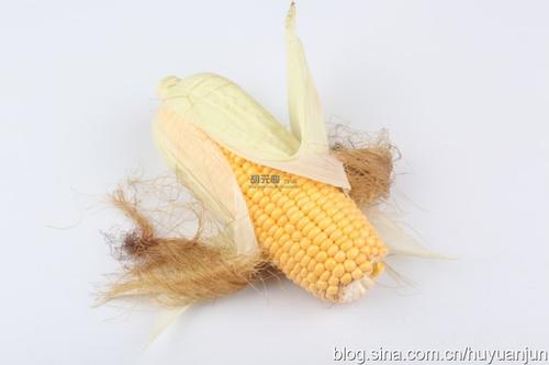 �۸��Ƥ�������Źǵ�����