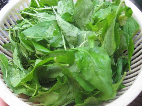 上汤枸杞叶的做法