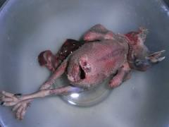 清蒸鸽子的做法