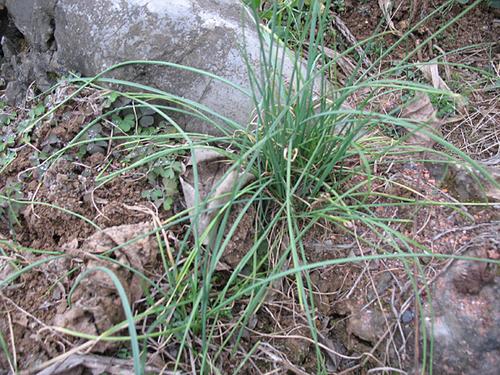 宅蒜炒鸡蛋的做法