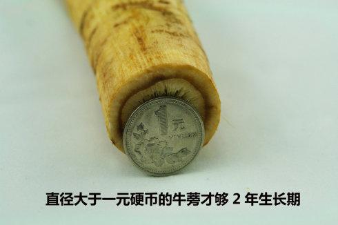 ţ��ţ�������