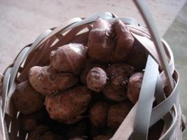 ɽ�γ���������