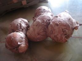 ɽ�γ���������