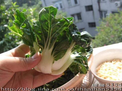 虾皮炖小白菜的做法