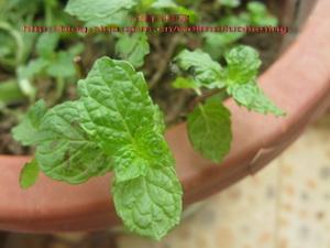 ���㱡��Ѽ������