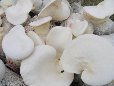 �������鹽�����޲˵�����