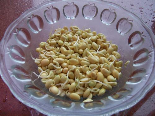 自制健康黄豆芽的做法