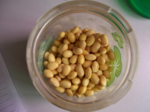 自制健康黄豆芽的做法