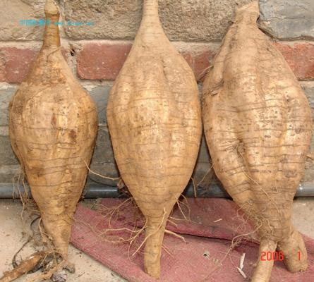 ���׺��ܲ���ɽ�۸�������������