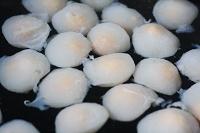 ���ư������������