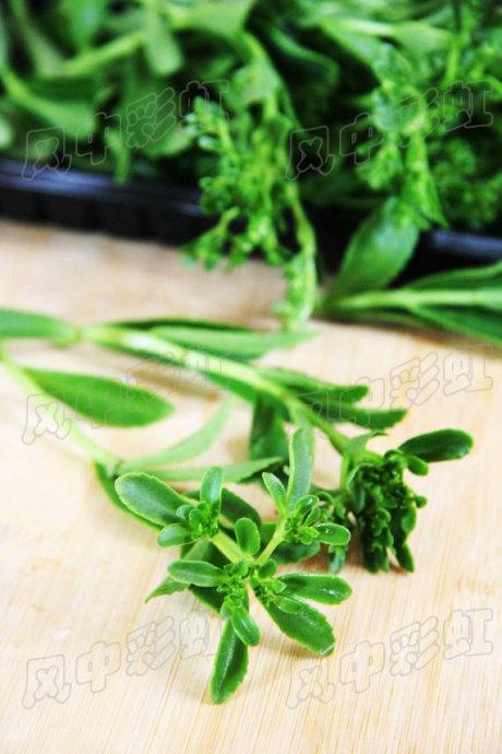 ���Ĳݳ���������