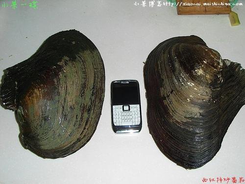 �����Ӱ�������