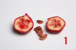 �������Ƭ������