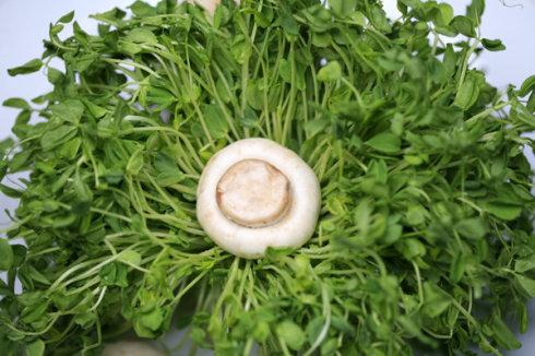 ����Ģ����������