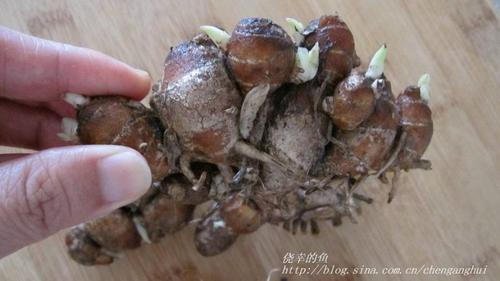 ��ѹ�����Οhɳ����������