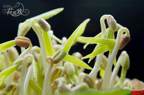 �ڼҷ���ѿ������