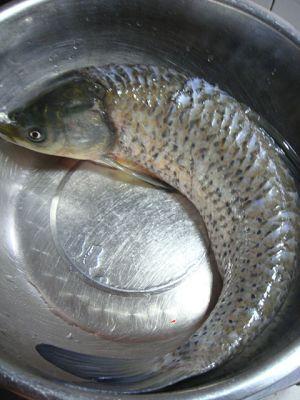 红烧草鱼块的做法