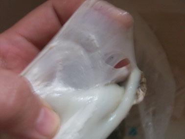 ţ��ɽҩ��������