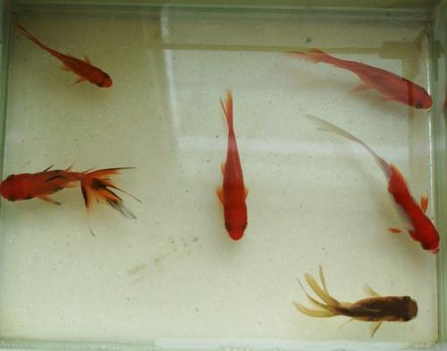 青笋烧兔的做法