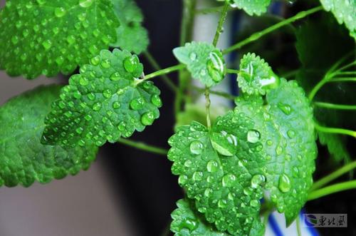 把蒿炖鱼的做法