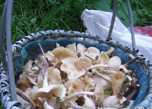 ��Ģ����������������