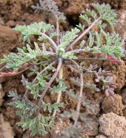 ���Ｆ����������