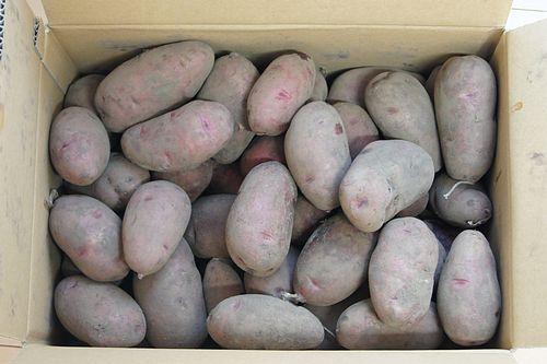 ��ʽţ��������������