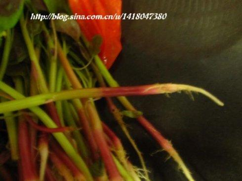 �����Ȳ˵�����