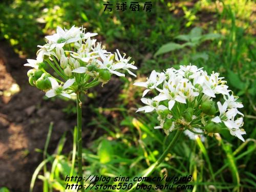 �²˻�С�ƹϵ�����