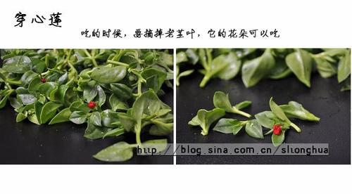 凉拌穿心莲的做法