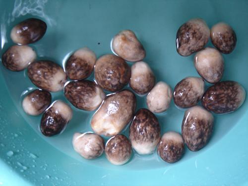 ������Ƭ������