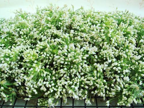 ��ζ�»���������