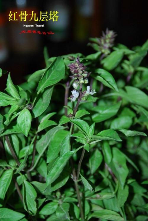 ̨��������������