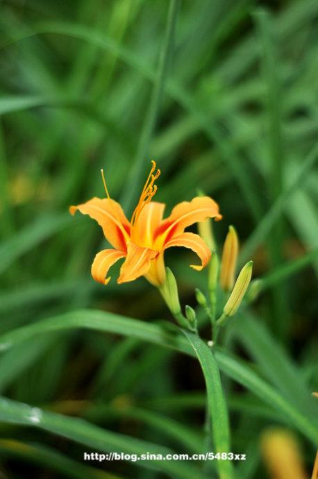 �ʻƻ��˳���˿������