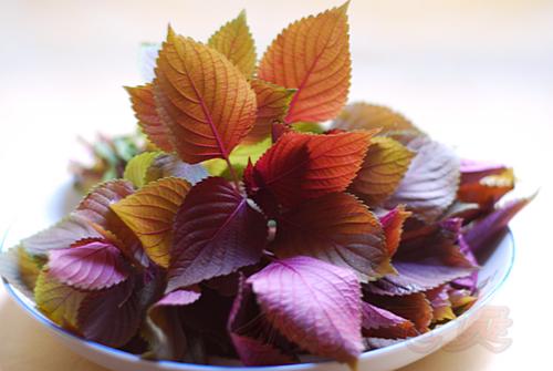 ���붹���ճ����������