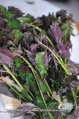 紫苏焗鸡的做法