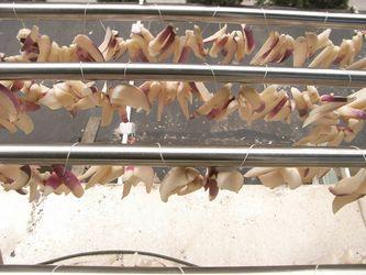 ���ս��ܲ��ɵ�����