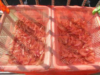 ���ս��ܲ��ɵ�����