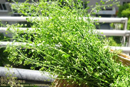 地菜花煮鸡蛋的做法