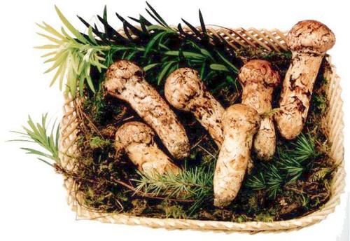 �����Ź���������