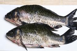 酱熬鲫鱼的做法