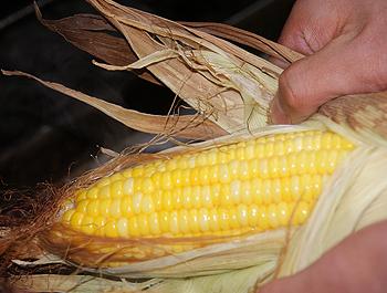 �ƽ�������԰ɳ��������