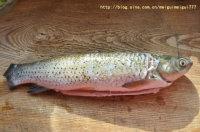 ơ�������������