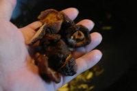 南洋娘惹鸡的做法