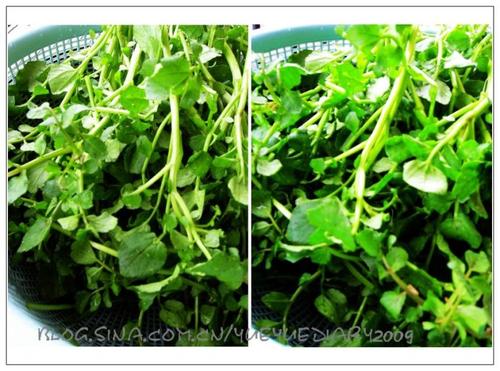 陈肾西洋菜煲排骨汤的做法